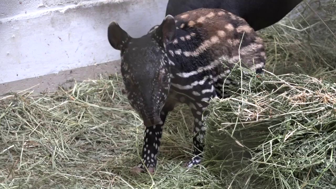Baby Tapir's First Vet Exam