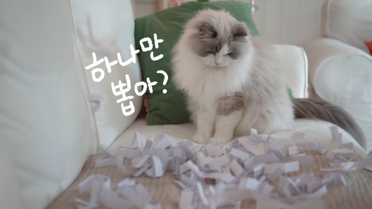 이 중에 하나만 뽑으라고요? (30만 구독자 감사 이벤트 추첨)