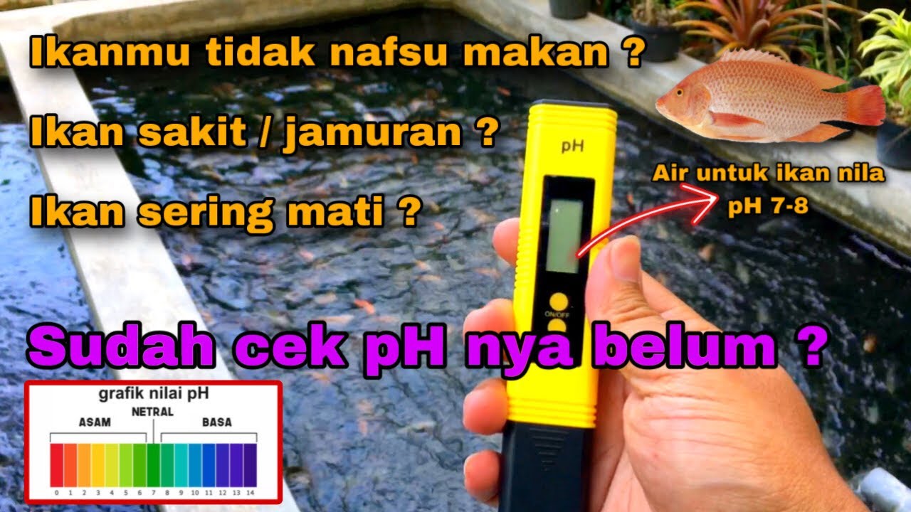 CARA MENAIKKAN PH AIR DAN CARA MENURUNKAN PH AIR PADA KOLAM BUDIDAYA IKAN NILA