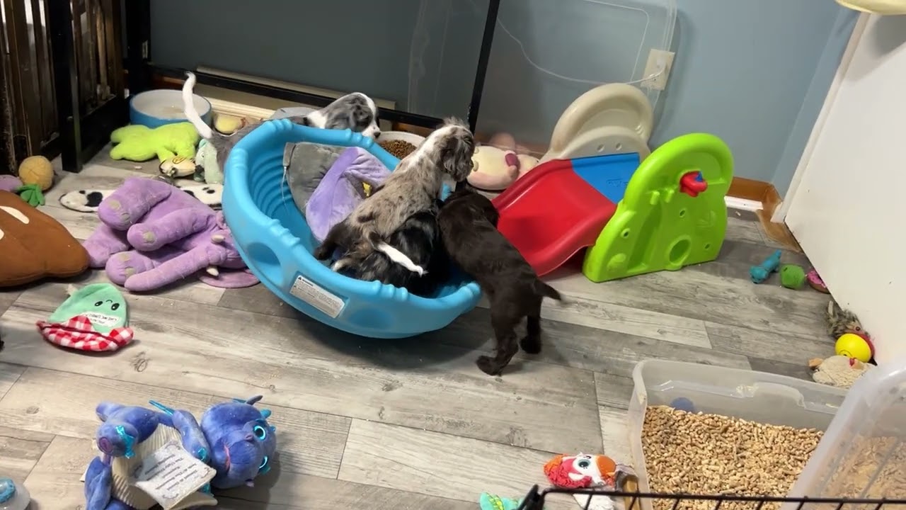 2/2/26 CoCo’s pups. Evening playtime. 