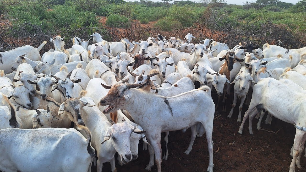 Daily life in rural Somalia ( Nolosha dhabta ah ee Baadiyaha)