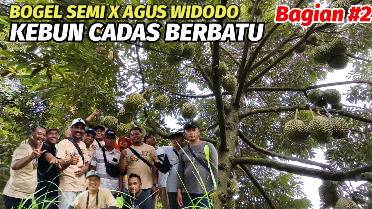 Rahasia di Balik Kebun Durian Agus Widodo: Berkeliling di Antara Pohon-Pohon yang Berbuah Lebat.
