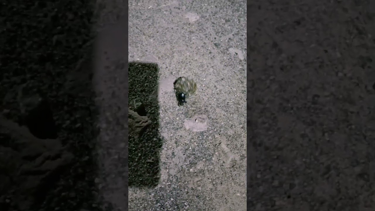 BEETLE IN NIGHT WORK