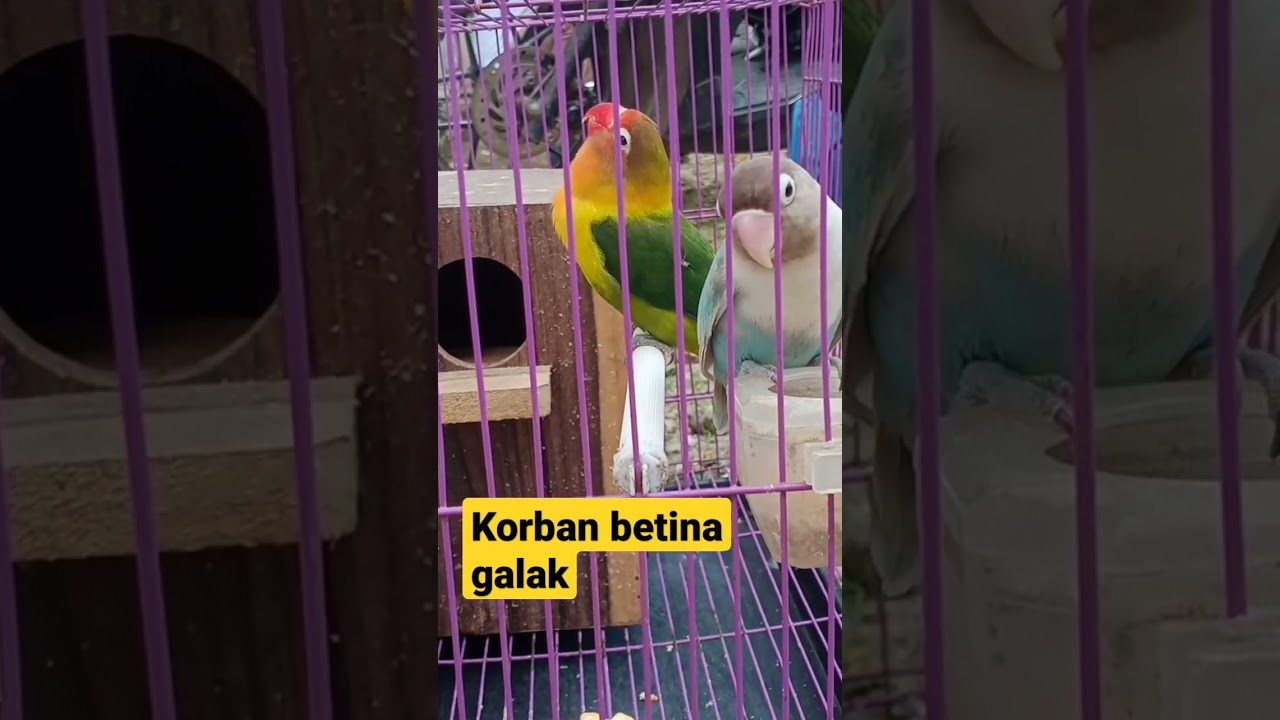 PROSES KONSLET LOVEBIRD PEDET