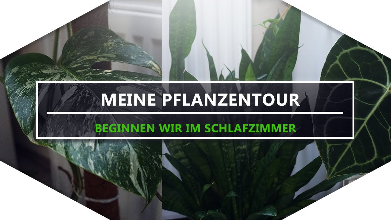 PlantTour | Ich zeige euch meine Zimmerpflanzen | #2020 Edition | Schlafzimmer