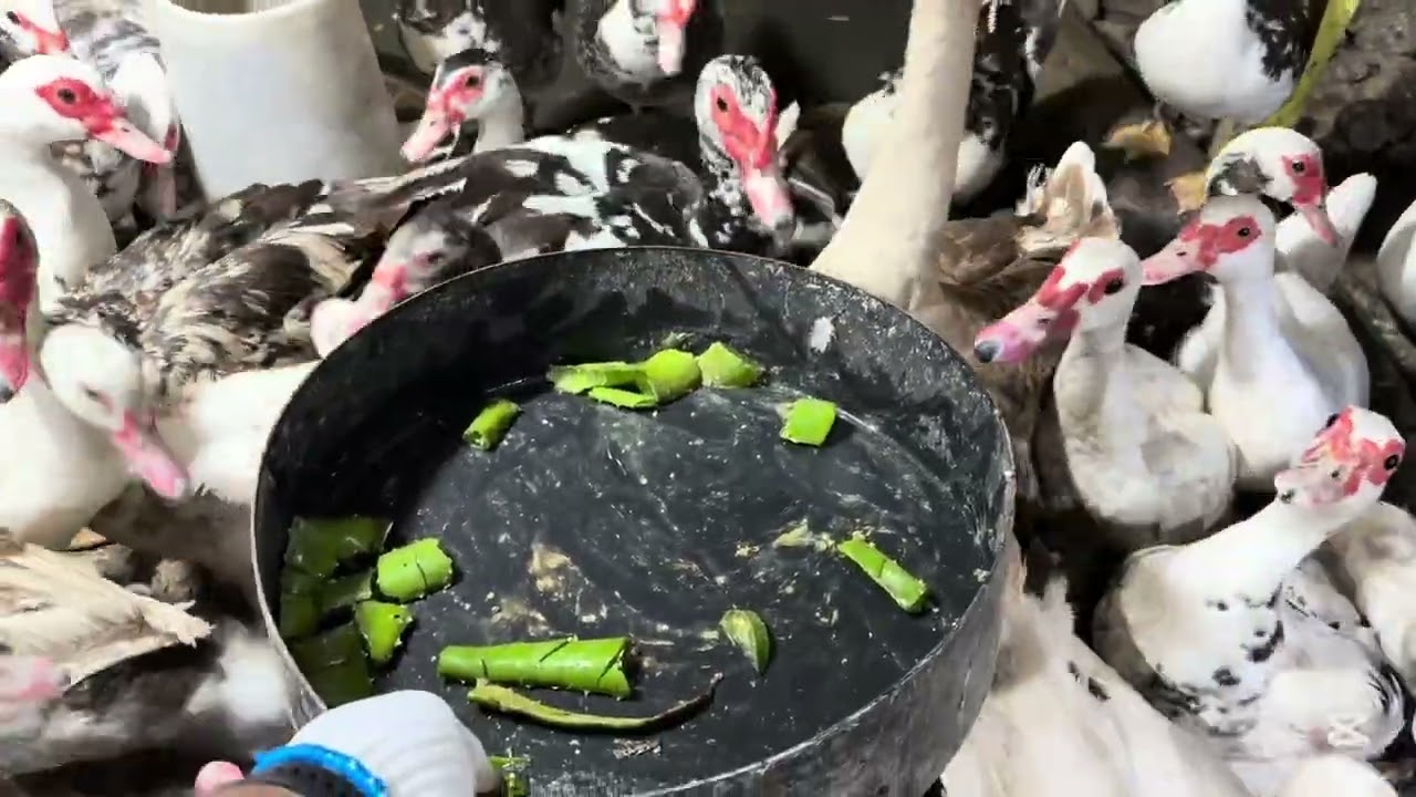 Un recorrido por mis animales 🐓 🦆 🦃 🐓 🕊️ 