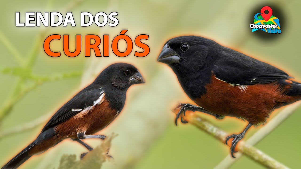Os CURIÓS Mais Famosos do Brasil - Criadouro Capadócia - Chocmaster Visita