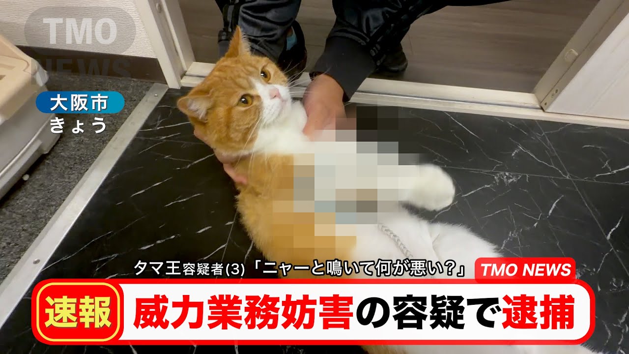 【🚨速報】タマ王容疑者(３) が威力業務妨害の容疑で逮捕