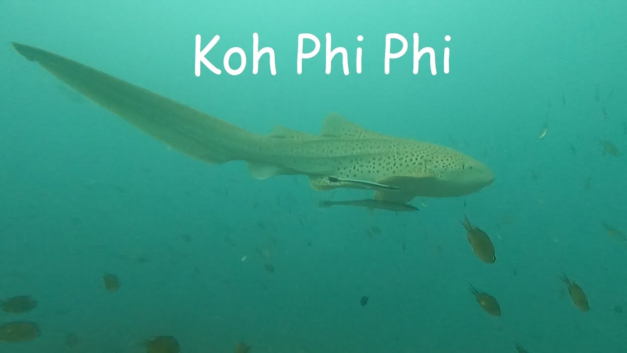 Thailand diving Koh phi phi from phuket 2022