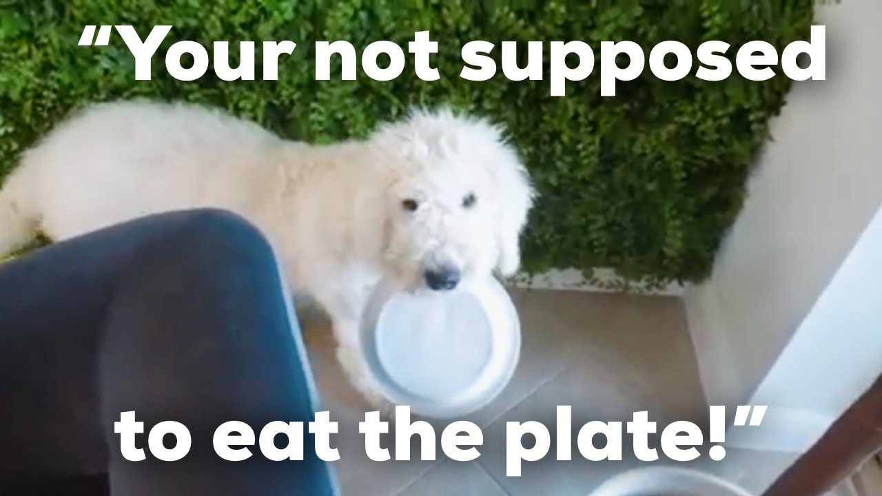 Dog Reviews Food for the First Time | Dog Marly Taste Test 1