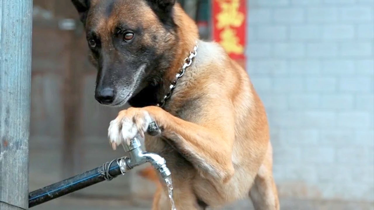 一只成精的农村马犬 - 给主人做饭、烧水、打电话 , 样样精通 #聪明旺豆豆 #金毛豆豆 #金毛 #金毛路虎 #我的乡村生活 #美食