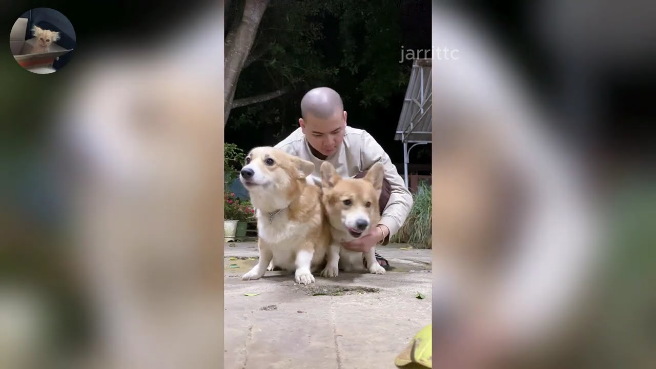 Funny ANIMALS videos 😂 | Funniest Cats and Dogs 2026 🐶😼 Part 46