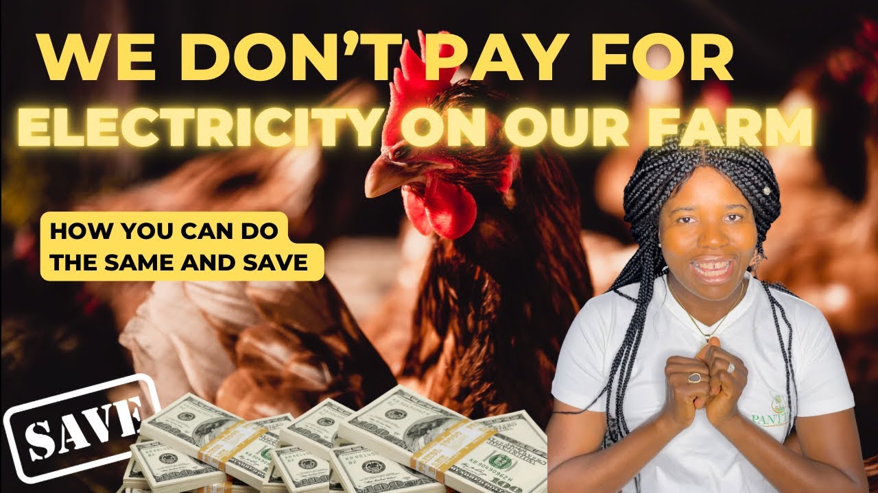 How to avoid paying electricity bills on your farm | free electricity on poultry farm