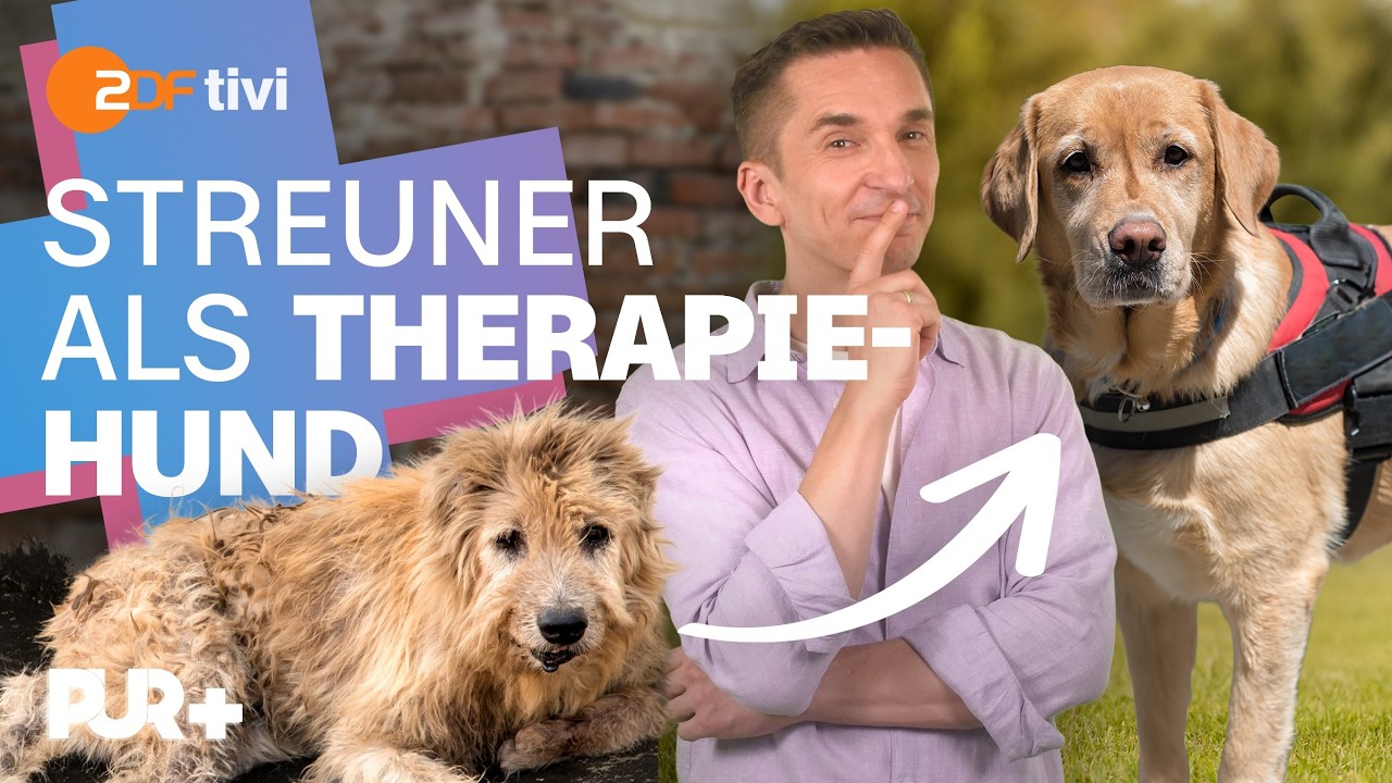 Das muss ein Straßenhund draufhaben, um Therapiehund zu werden | PUR+