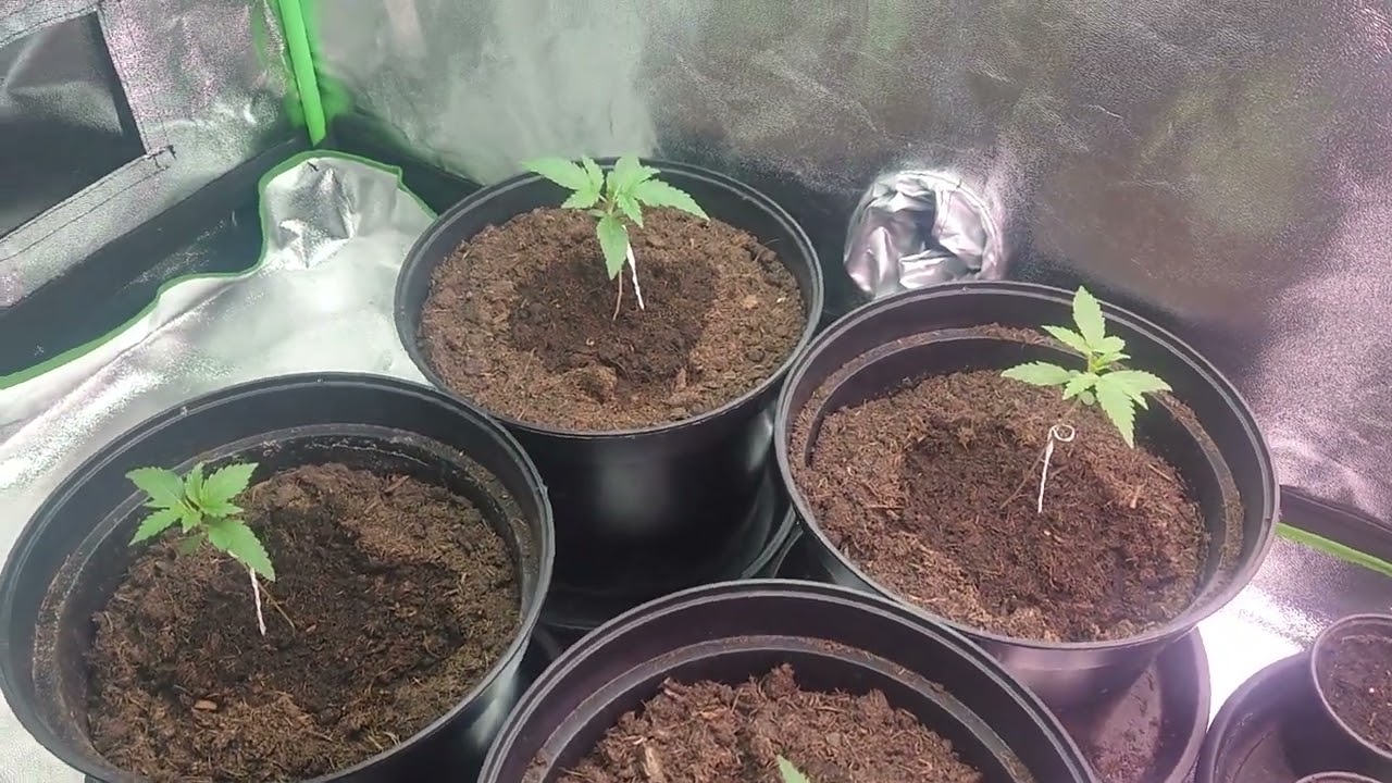 AMVgrow 12x Mike Tyson Corcksrew X Apple Fritter Seedling & Friday Seed Give Away