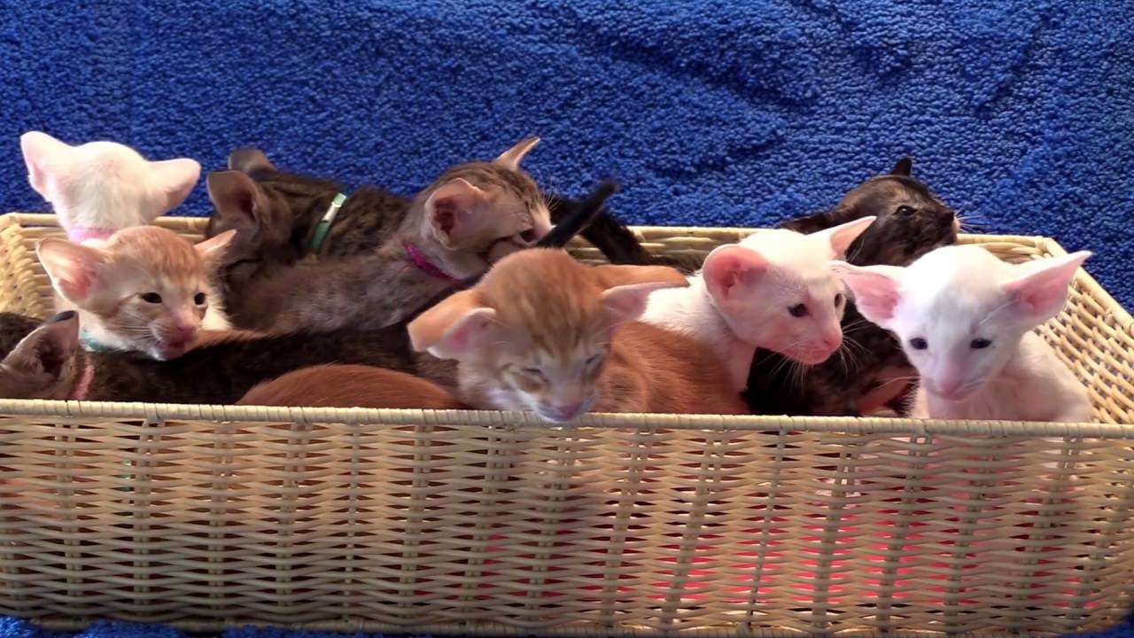 Toverballennest van Oosters korthaar en Siamese kittens