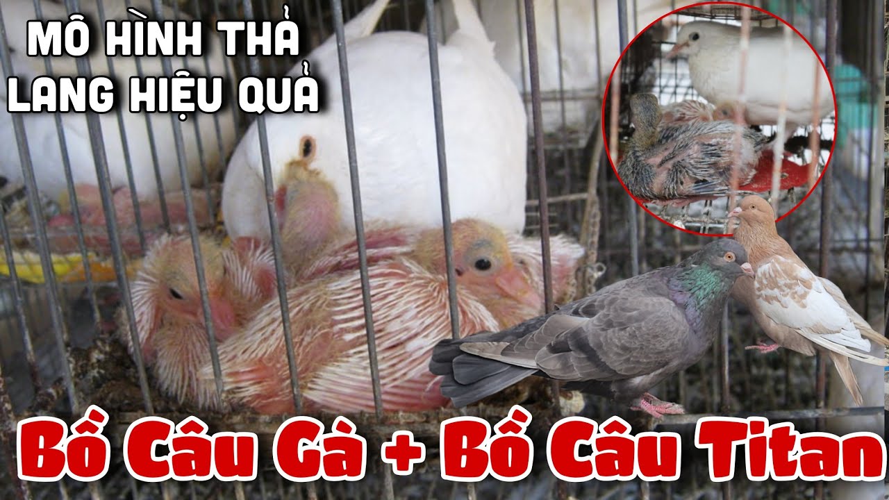 Cập Nhật Mùng 7 Tết Bồ Câu Gà , Bồ Câu Titan Đẻ Mô Hình Thả Lang Đạt Hiểu Quả Cao