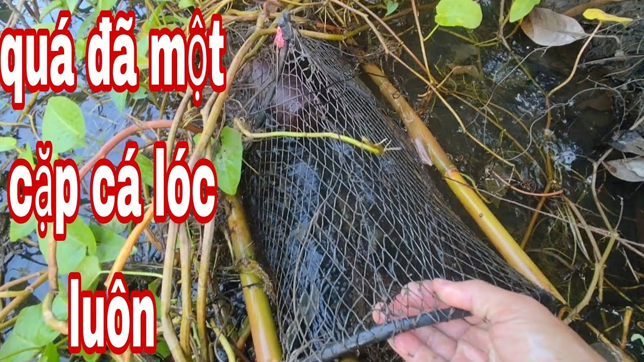 hôm nay thăm luồng lờ gần nửa tháng 