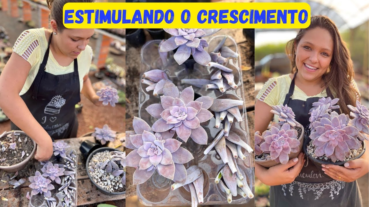 Dicas para DESENVOLER SUCULENTAS , produção e recuperação de mudas