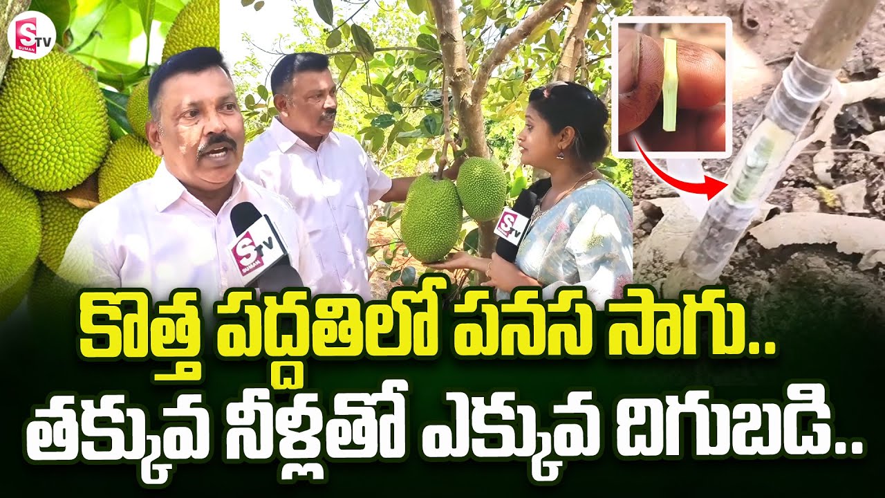 కొత్త పద్దతిలో పనస సాగు..| Jackfruit Cultivation In New Method | SumanTV Rythu