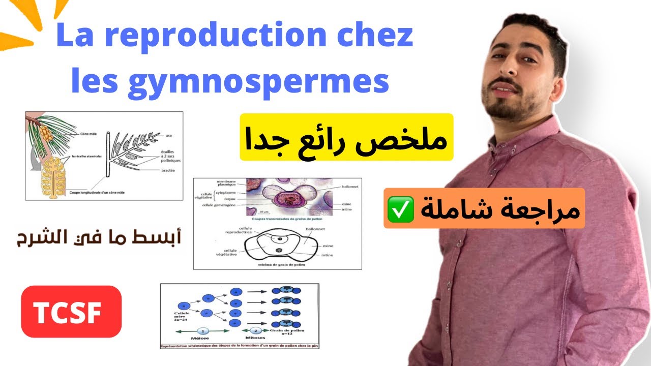 TCSF : Résumé | La reproduction chez les gymnospermes  ✅ ملخص رائع جدا 🔥