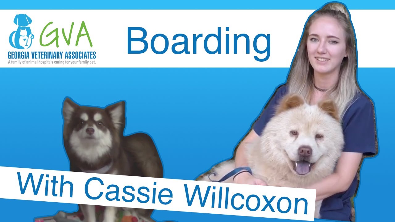 Boarding by Georgia Veterinary Associates