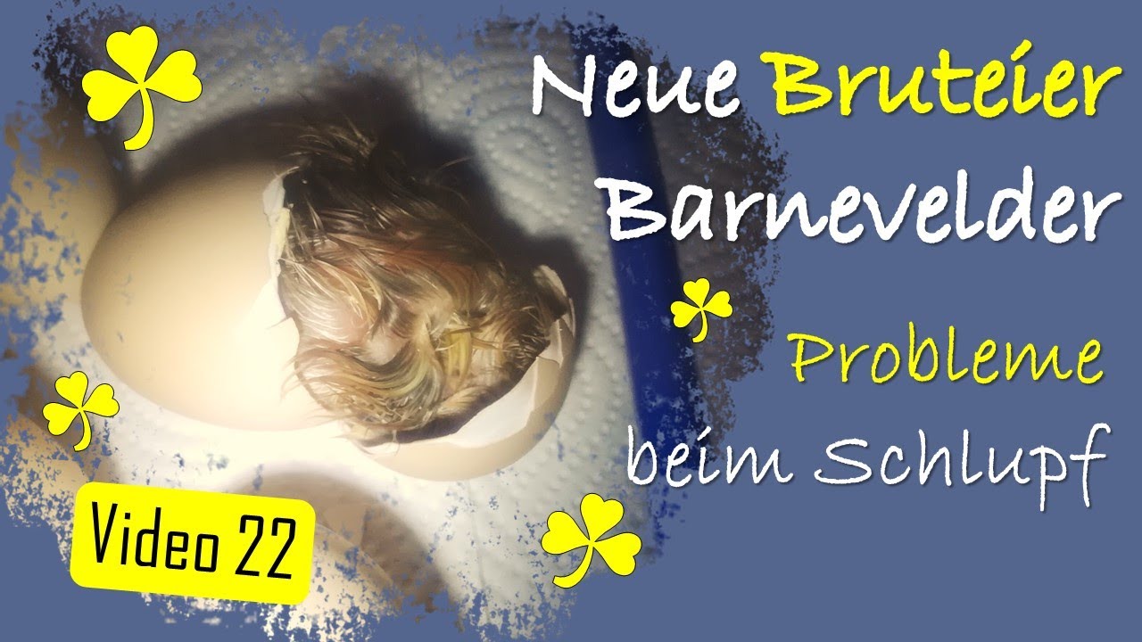 🐥 Hühner 22 🐣 Wieder neue Bruteier 🥚 Barnevelder Küken & Sulmtaler-Bielefelder Mix