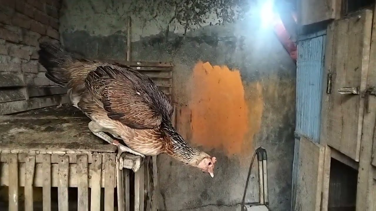 Kondisi indukan ayam Bangkok yang mau kembali ngangrem 