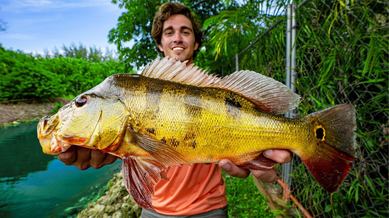 Catching PEACOCK BASS in Florida | Peacock Bass Fishing 4K