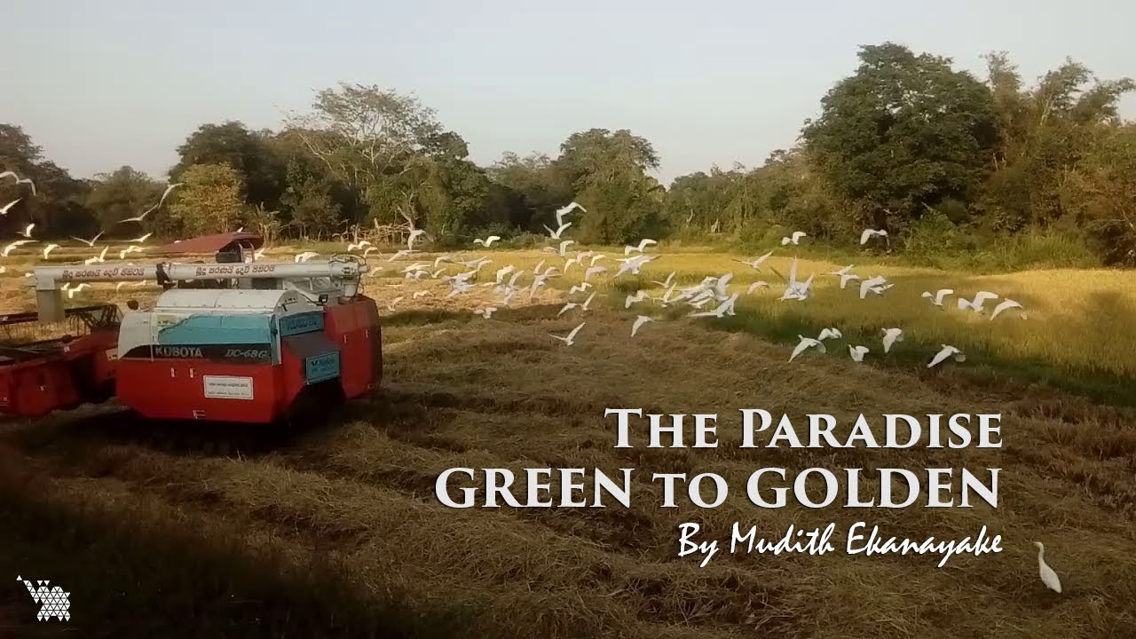 The Paradise | Green to Golden by Mudith Ekanayake