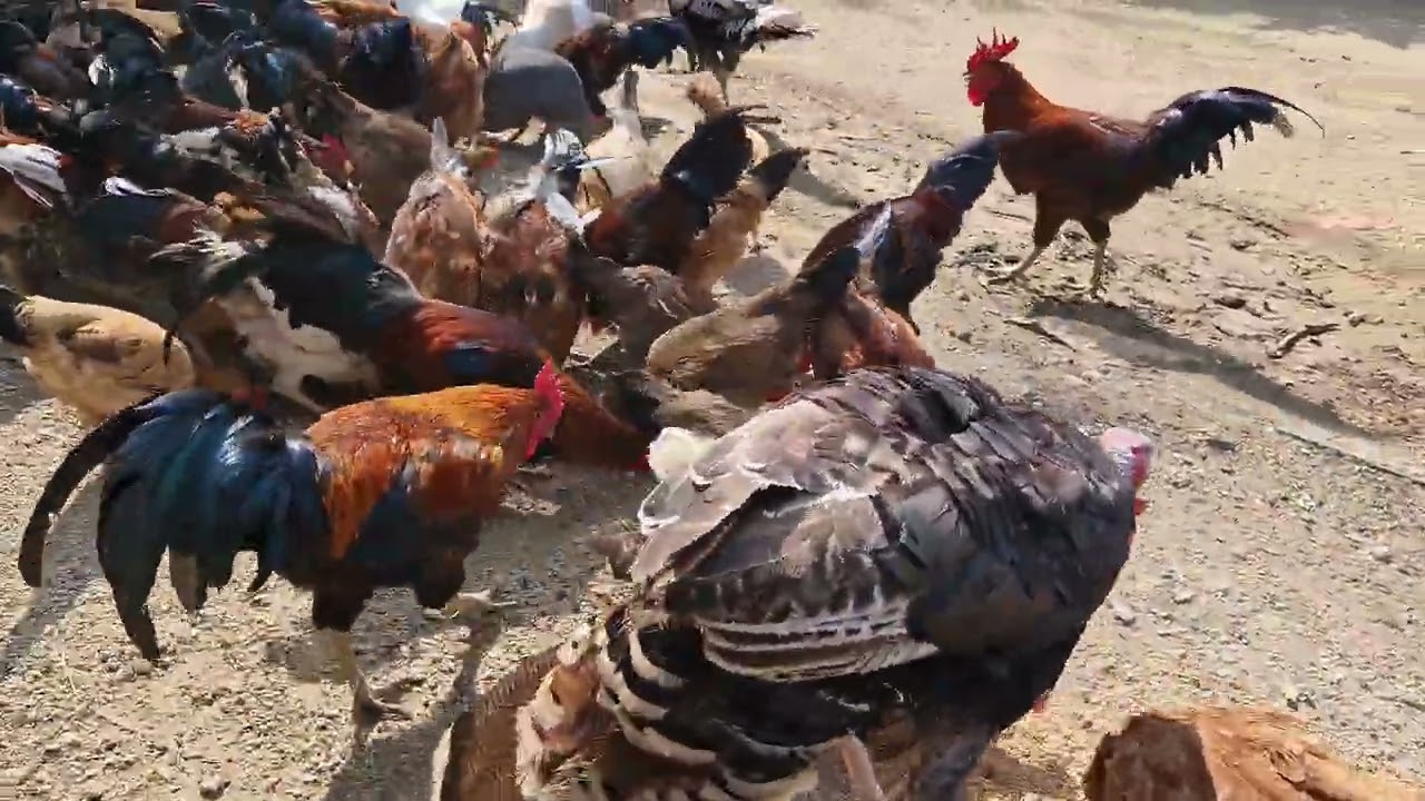 Rustic Roost Farm 🐓