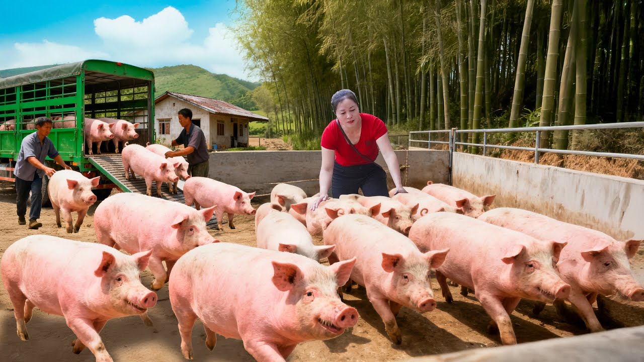 Use Truck to Buy & Sell 1000+ Pigs | A Day Trading Pigs with Brother | Tieu Hue Daily