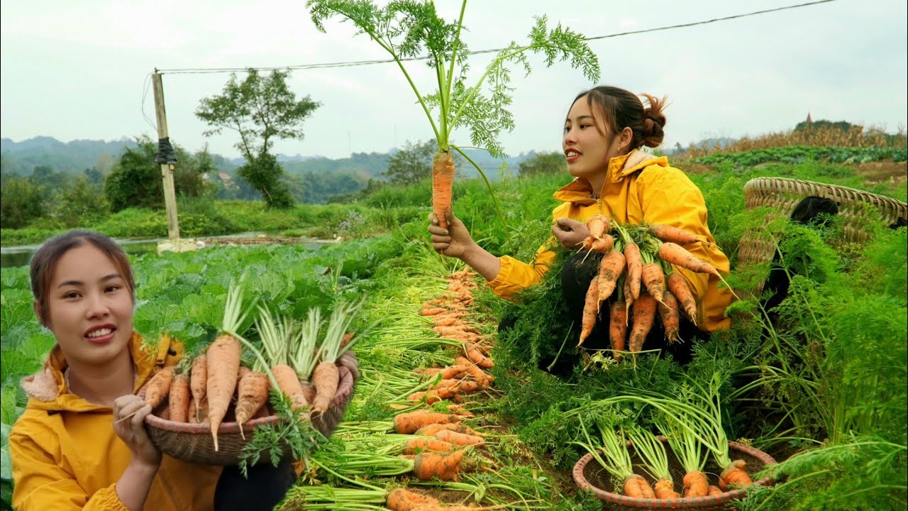 Duong harvests carrots to sell - harvests cassava to cook for pigs to eat | Chúc Thị Dương
