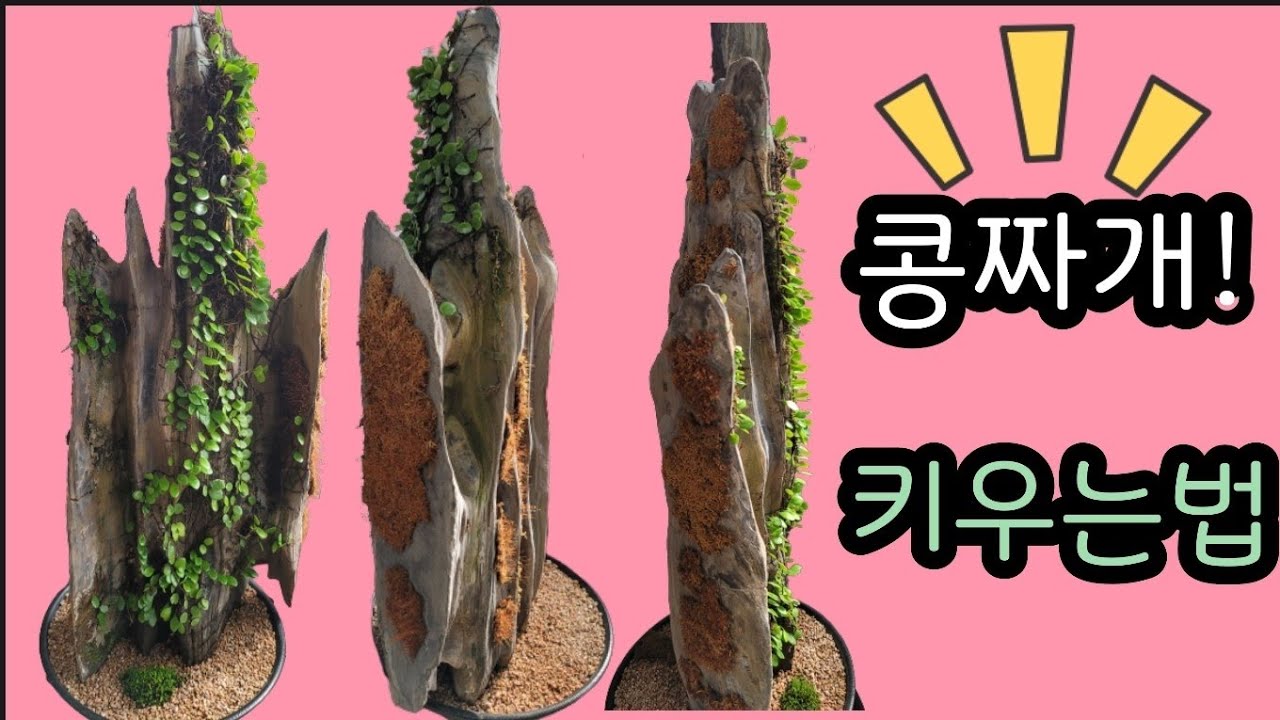 콩짜개덩굴 착생부터 관리까지