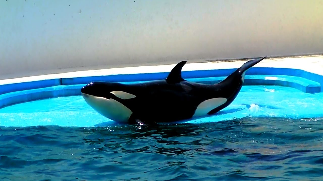 シャチの赤ちゃんと親の大迫力ジャンプパフォーマンス Killer Whale in Chiba