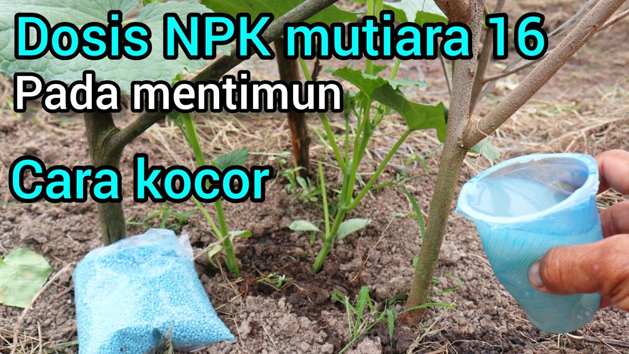 Inilah dosis pemupukan NPK mutiara 16 pada mentimun dengan cara kocor