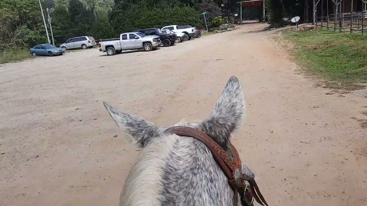 Love Valley NC.  #cowboygreg #lovevalleync #singleoakfarm
