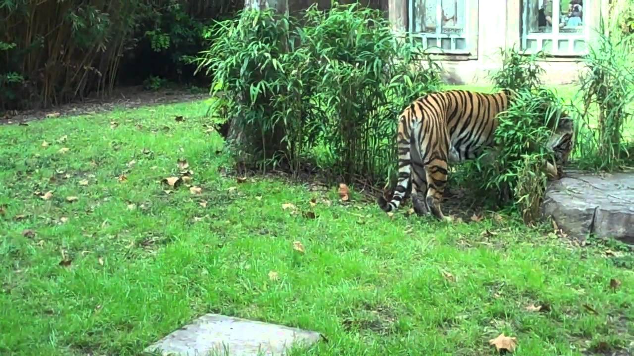 Maharajah Jungle Trek Walking Tour 2011Disney's Animal Kingdom