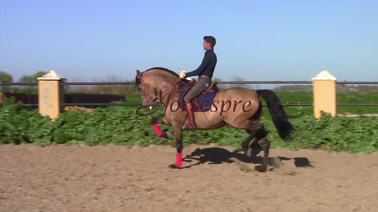 🇪🇸 Andalusian & Lusitano Horses  2021 Spain 🇵🇹