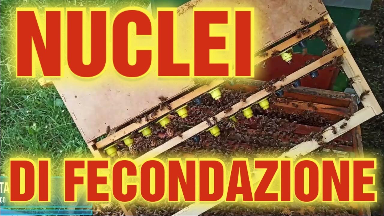Apicoltura CD: fase 2: creare i nuclei di fecondazione nel modo più semplice possibile