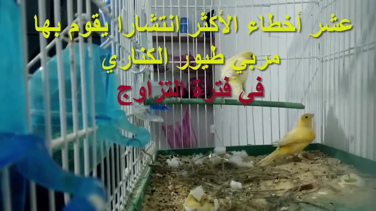 عشر أخطاء الأكثر انتشارا يقوم بها مربي طيور الكناري في فترة التزاوج