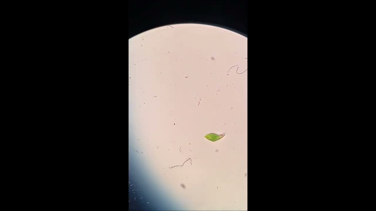 euglena video