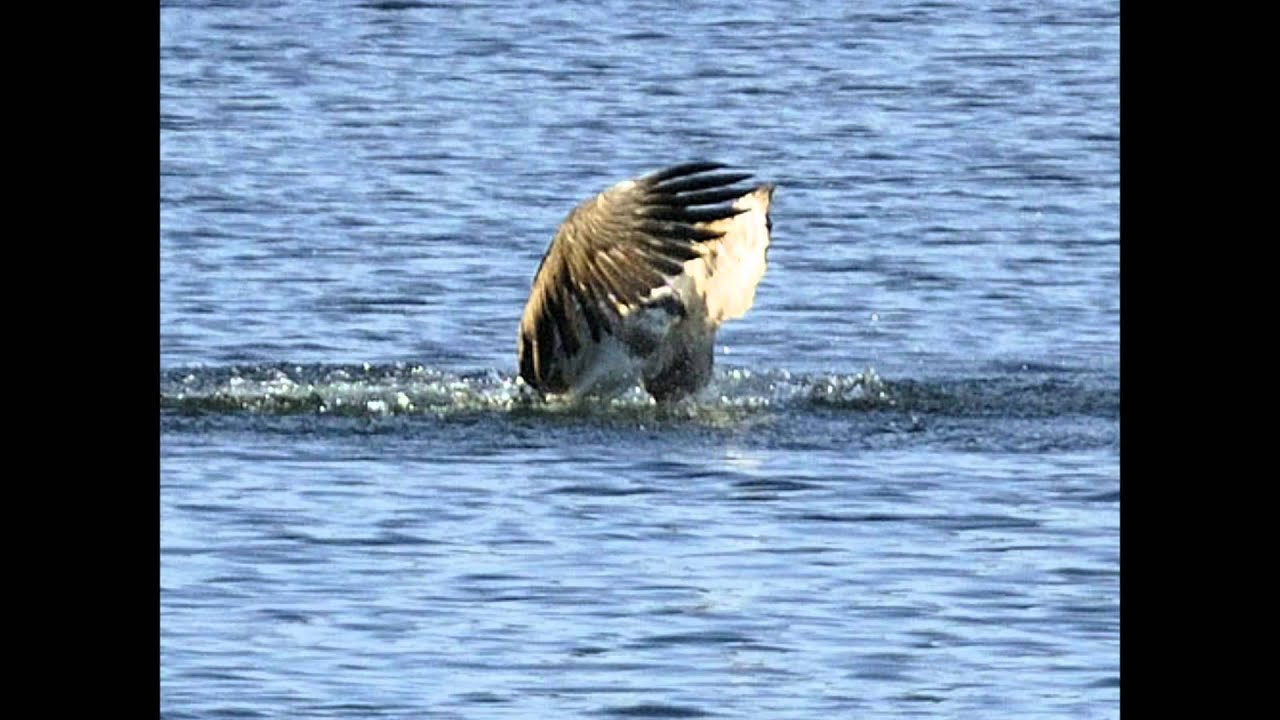 Fiskgjuse Osprey Águila Peskadora (Pandion haliaetus)