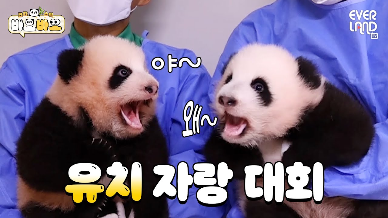 [ENG] 유치 자랑하며 수다 삼매경 빠진 쌍둥이 아기판다ㅋㅋㅋ｜#바오바오 EP.12 루이바오&후이바오 | 에버랜드 판다월드