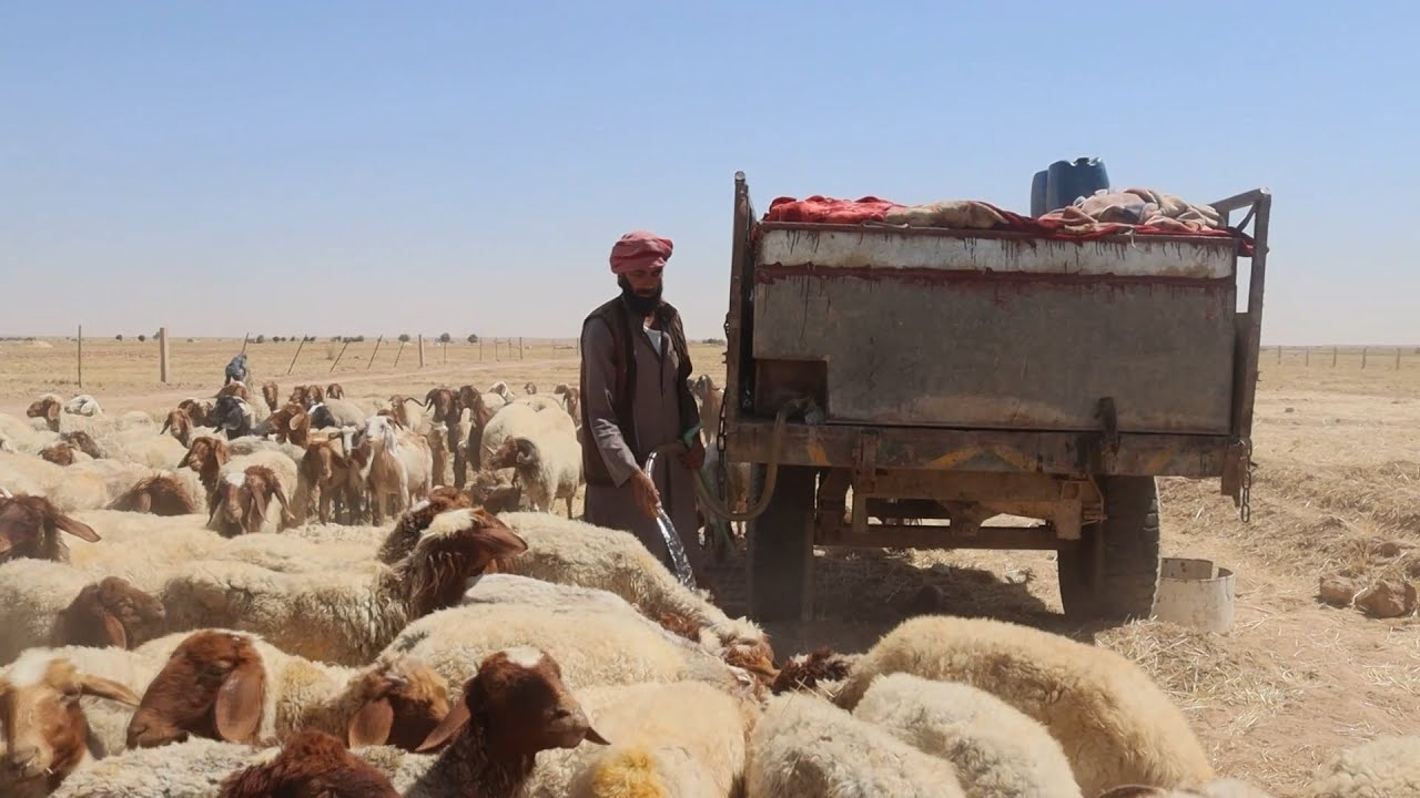 ما هي أخطار الثروة الحيوانية في سوريا ؟ | لم الشمل