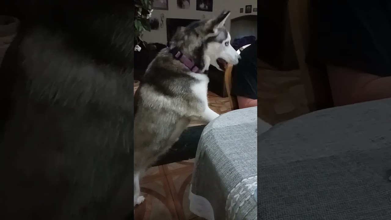 Sasha wants my bro's breakfast #dog #dogs #husky #huskies #breakfast