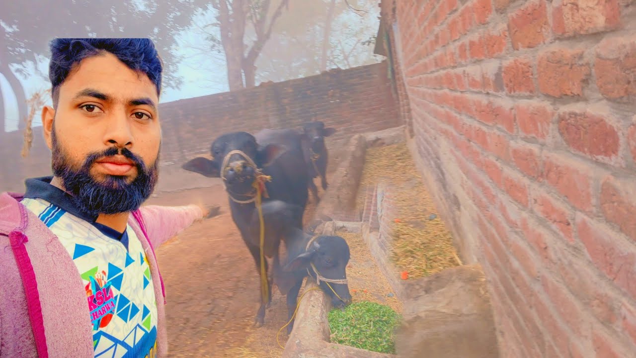 اج بھی نہیں ہمارا کام ہوا رولے کا