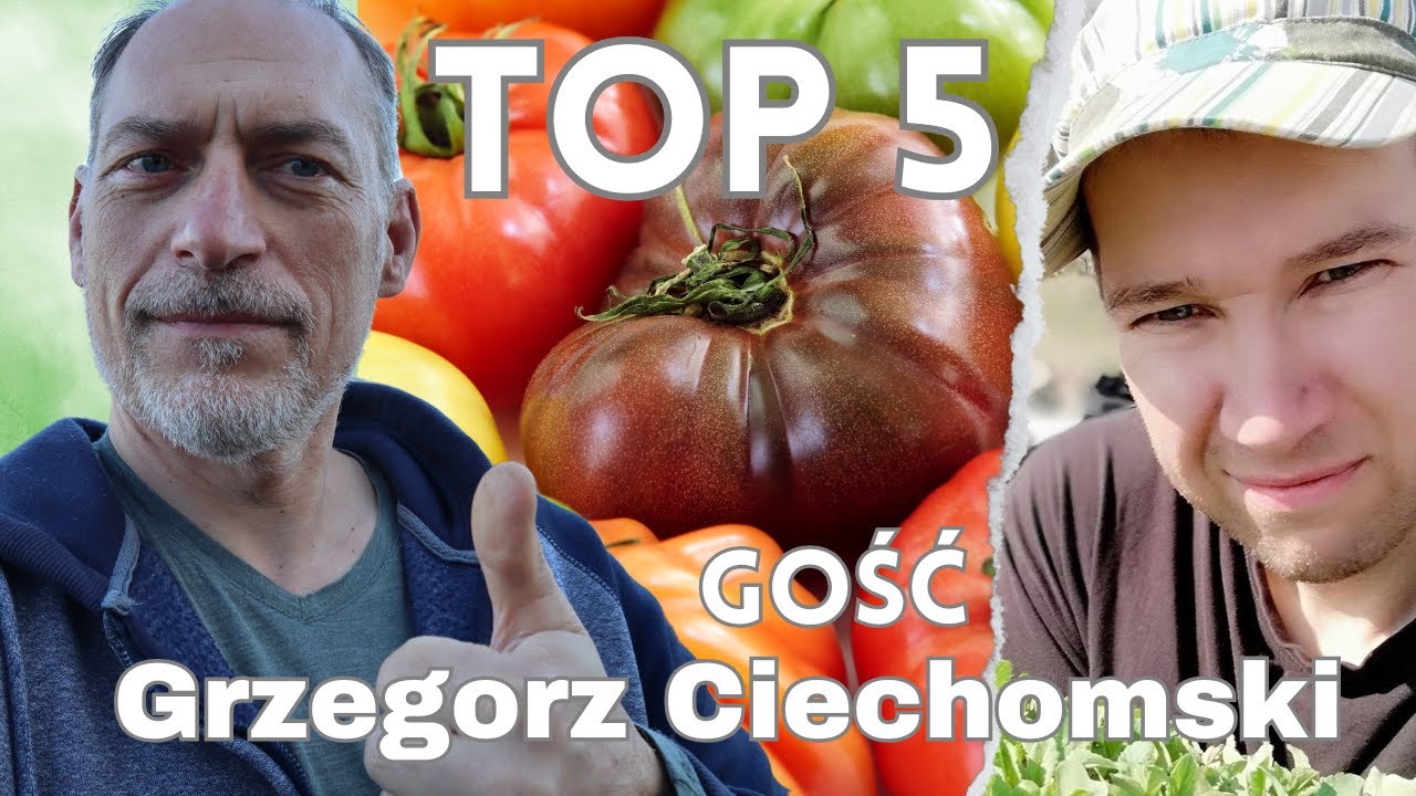 🍅 POMIDORY TOP5 Grzegorza Ciechomskiego (kilkanaście lat doświadczeń)