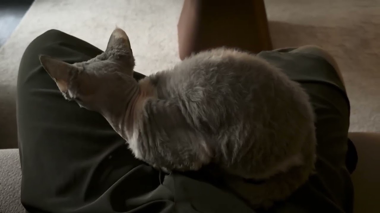 putting a sleepy cat to sleep