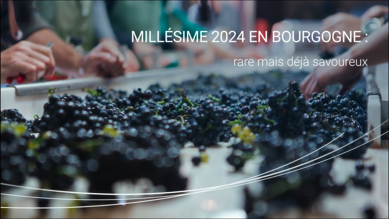 Millésime 2024 en Bourgogne : rare mais savoureux -Vintage 2024 in Bourgogne: Scarce yet Flavourful!